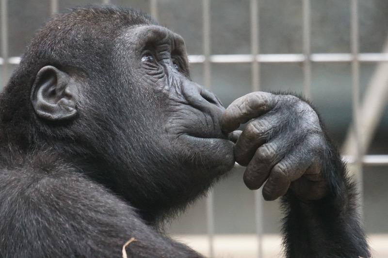 Primate ape thinking